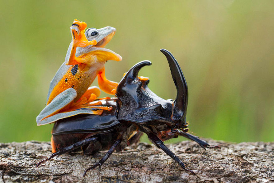 Frog Rides A Beetle