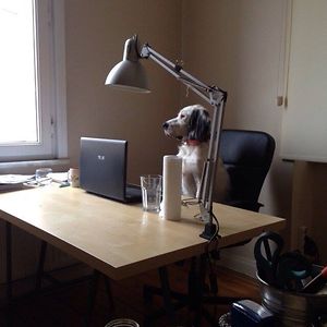 Take Your Dog To Work Day From Istanbul, Turkey.