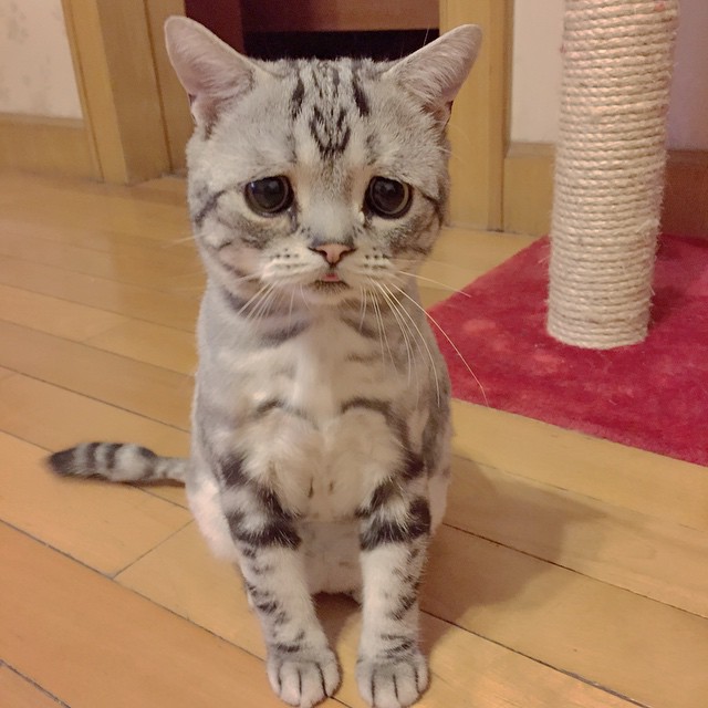 互联网上最悲伤的猫 来自北京-4
