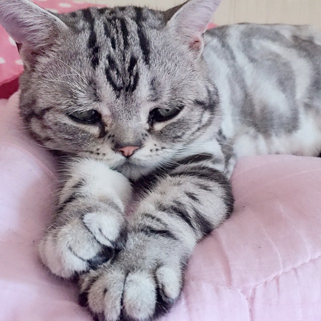 互联网上最悲伤的猫 来自北京(1)