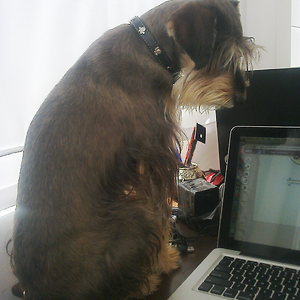 Our Relaxation Therapist Is Giving His Opinion On Our Web Design Studio