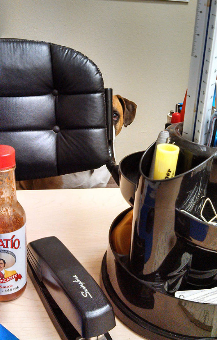 So My Dog Goes To Work With My Dad, And She Gets Creepy When She Is Ready For A Walk