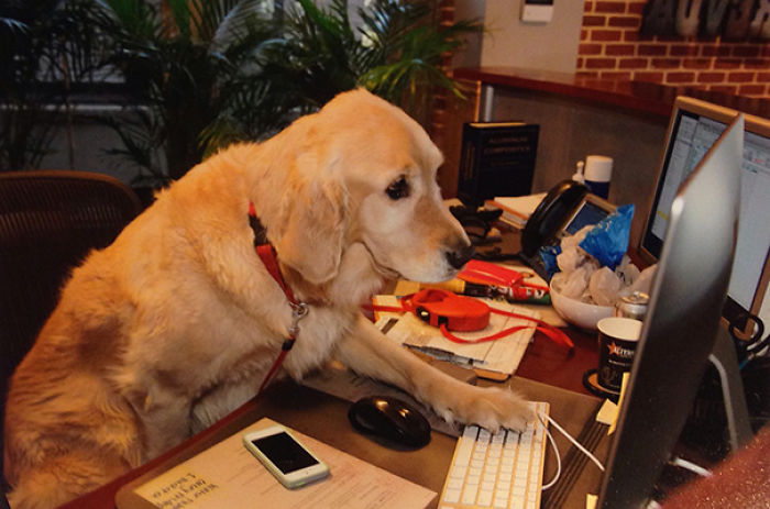 I Brought My Dog, Piper, To Work Today