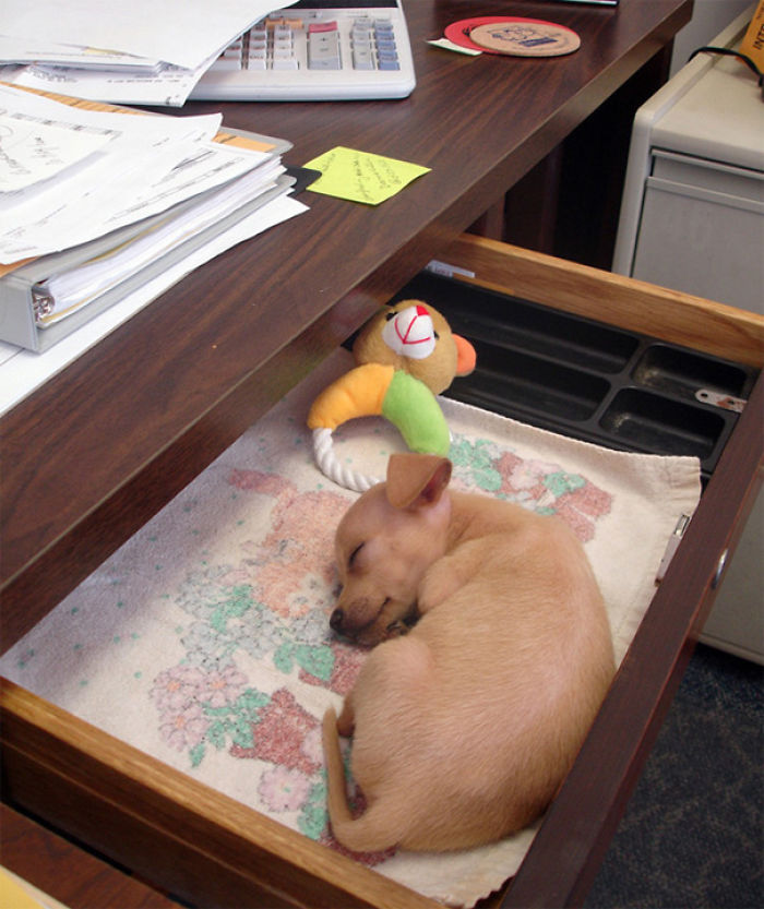 Office Desk Puppy Just Wants To Sleep