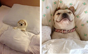 20+ Sleepy Dogs Who're Definitely Not Letting You Sleep In Your Bed Tonight