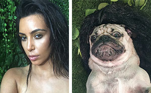 Pug Recreates Sexiest Kim Kardashian Selfies, Internet Can't Tell Who's Who