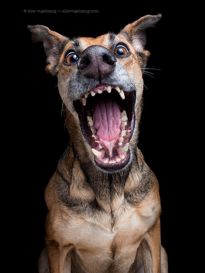 expressive-dog-portraits-elke-vogelsang-3.jpg