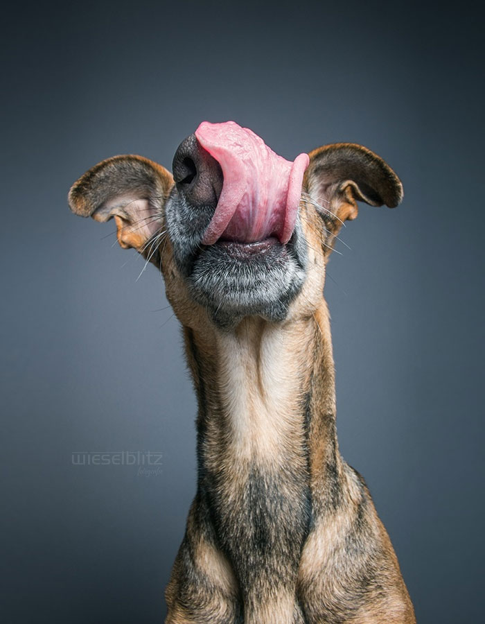expressive-dog-portraits-elke-vogelsang-4