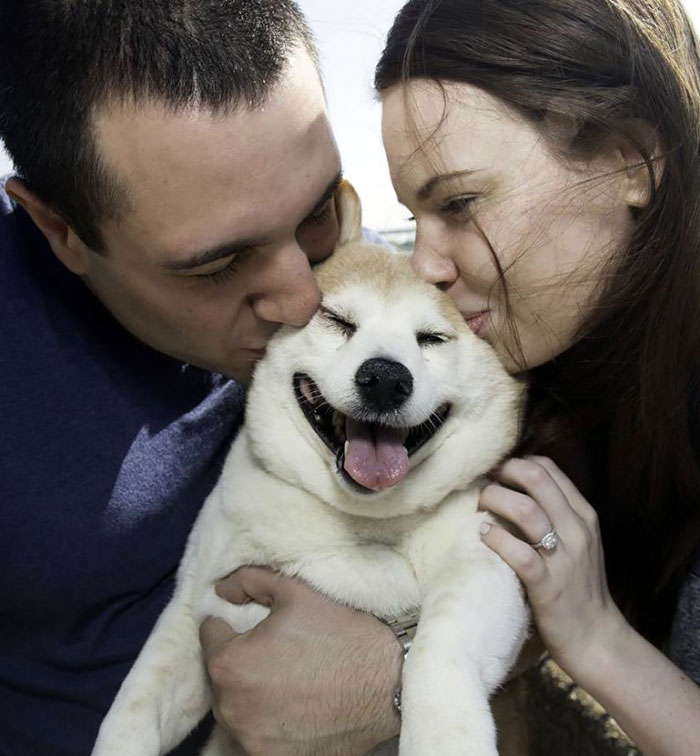 [عکس: happiest-smiling-dog-shiba-inu-cinnamon-coverimage.jpg]
