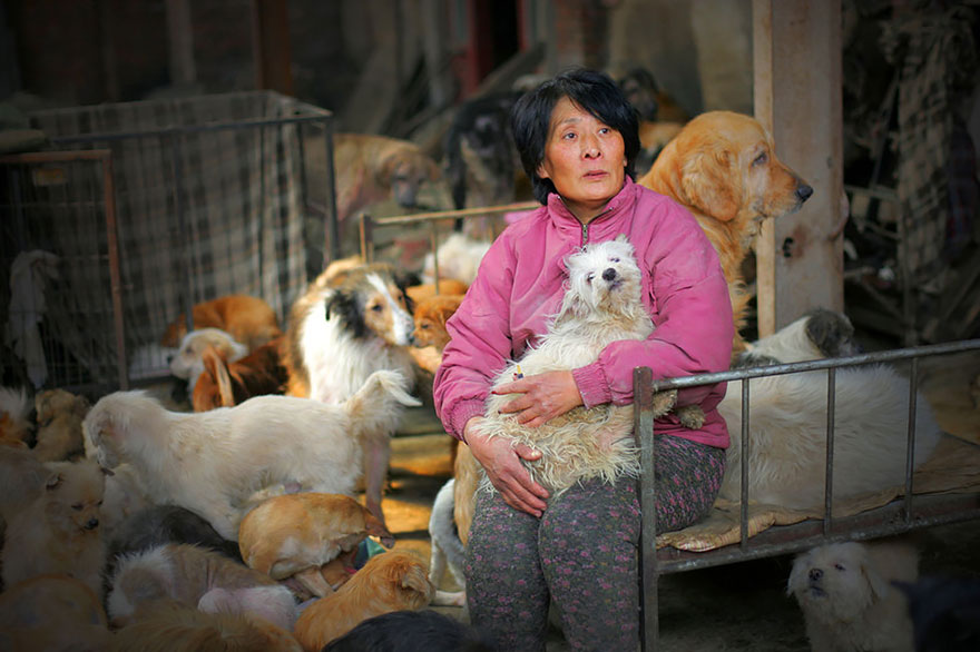 rescued-dogs-yulin-dog-meat-festival-china-1