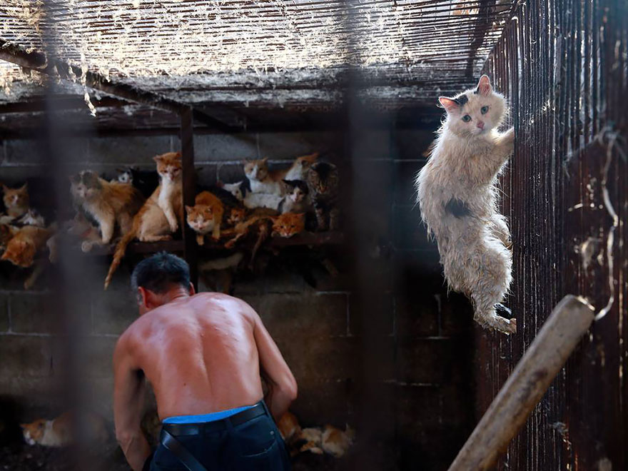 rescued-dogs-yulin-dog-meat-festival-china-23