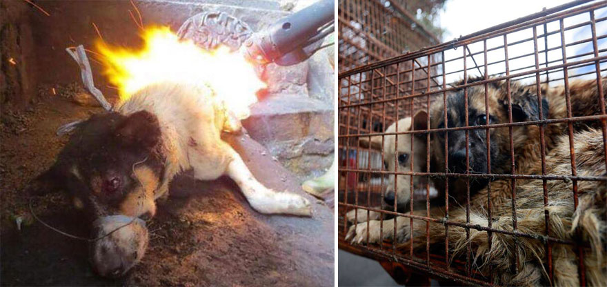 rescued-dogs-yulin-dog-meat-festival-china-25
