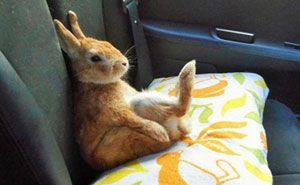 This Bunny Understands Short People Problems