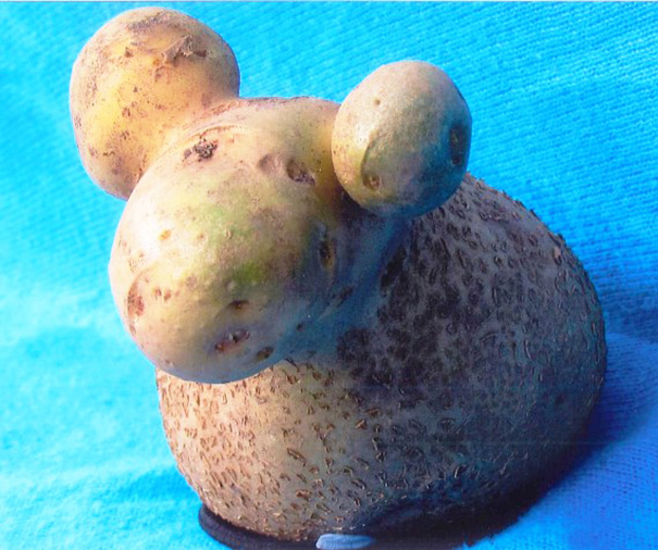 Potato That Look Like A Sheep