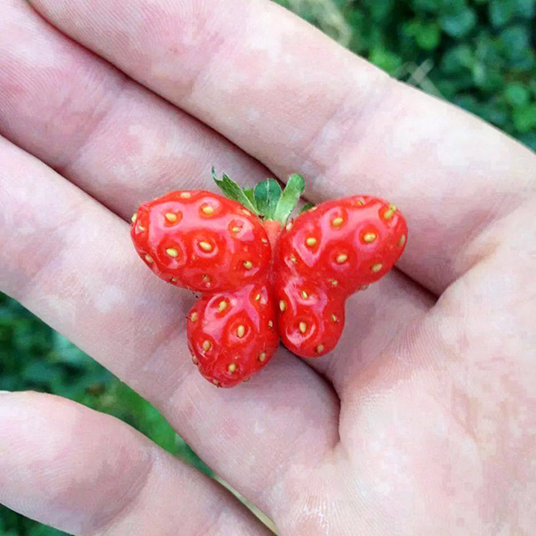 Here Is A Strawberry Shaped Like A Butterfly