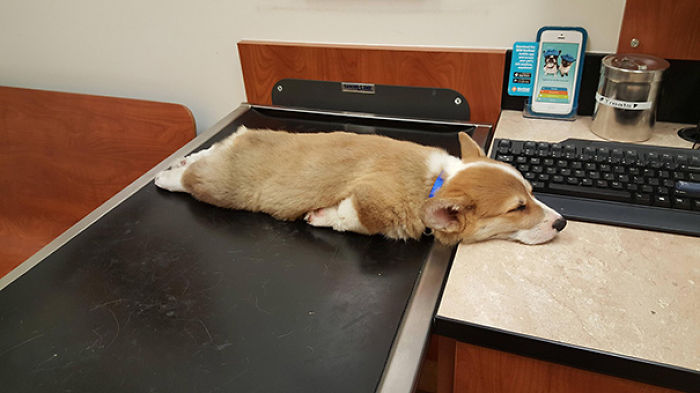 Mcguffin Goes To The Vet