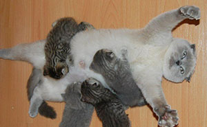 This Cat's Face Perfectly Shows How It Feels To Be A New Mother