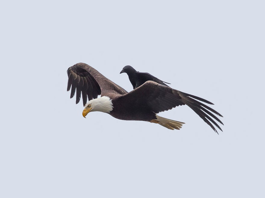 crow-rides-eagle-bird-photography-phoo-chan-3.jpg