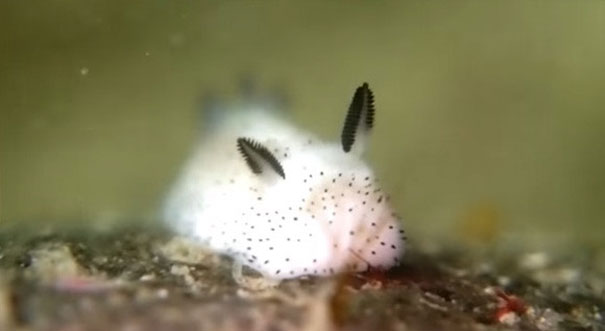 Toto je „Morský zajačik“, najroztomilejšie zvieratko, ktoré môžete stretnúť pod vodou