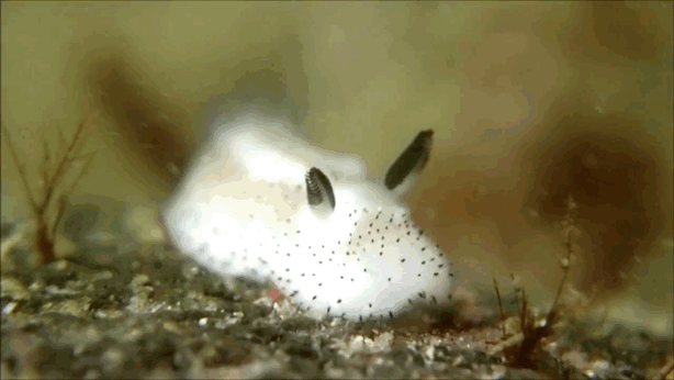 cute-bunny-sea-slug-jorunna-parva-11.gif
