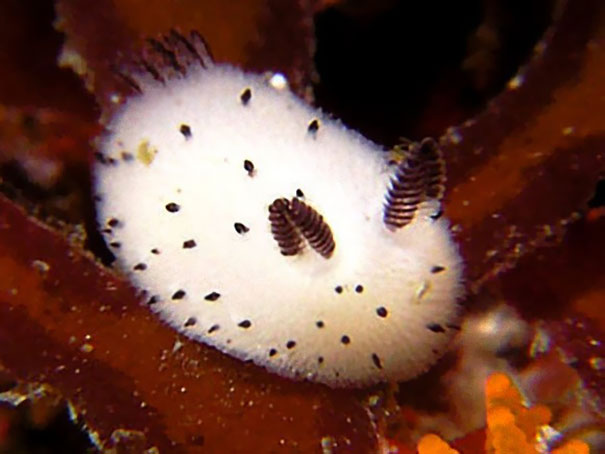 cute-bunny-sea-slug-jorunna-parva-11.jpg