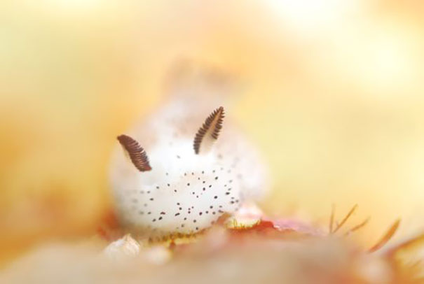 cute-bunny-sea-slug-jorunna-parva-8