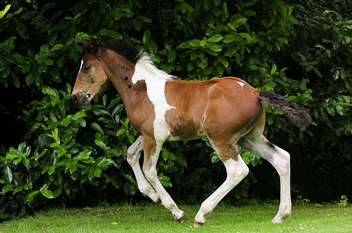小马的白色花纹看起来像一匹奔马的剪影da-vinci-horse-pattern-north-yorkshire-9