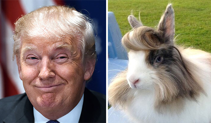 A Rabbit That Looks Like Donald Trump
