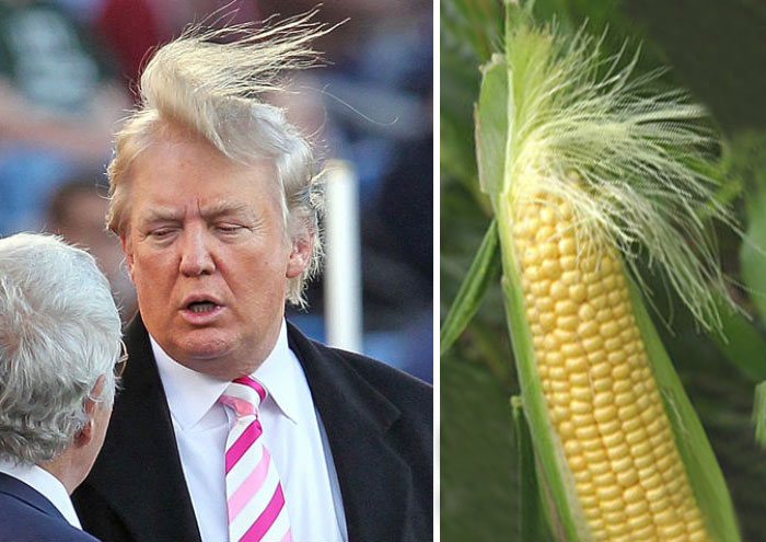 Who Wore It Better? Donald Trump Or This Ear Of Corn?
