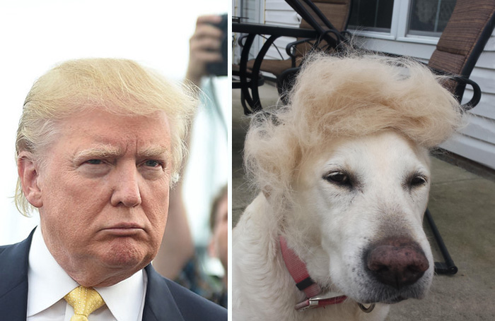 My Dog Trumps All Of Your Trumpyourcats