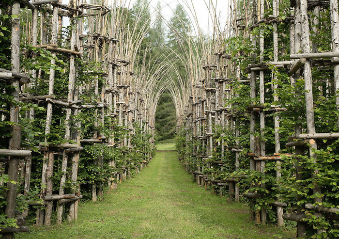 Tree Cathedral