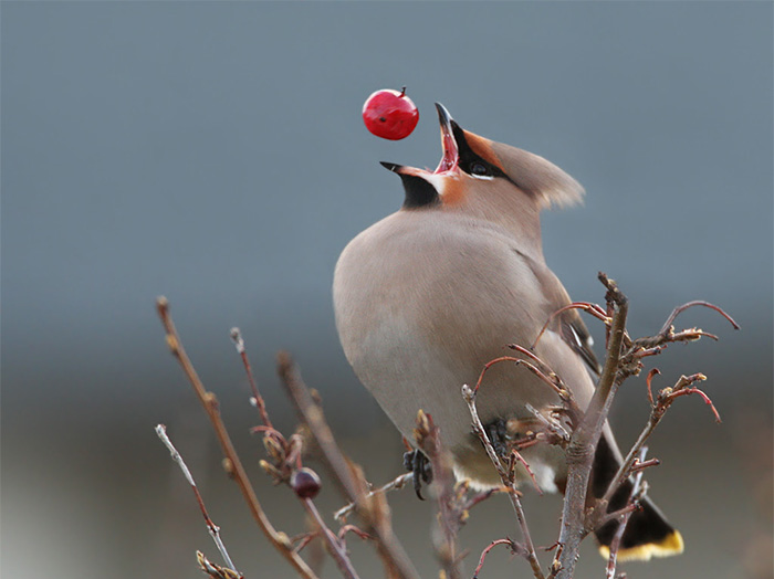 Perfectly Timed Bohemian-waxwing