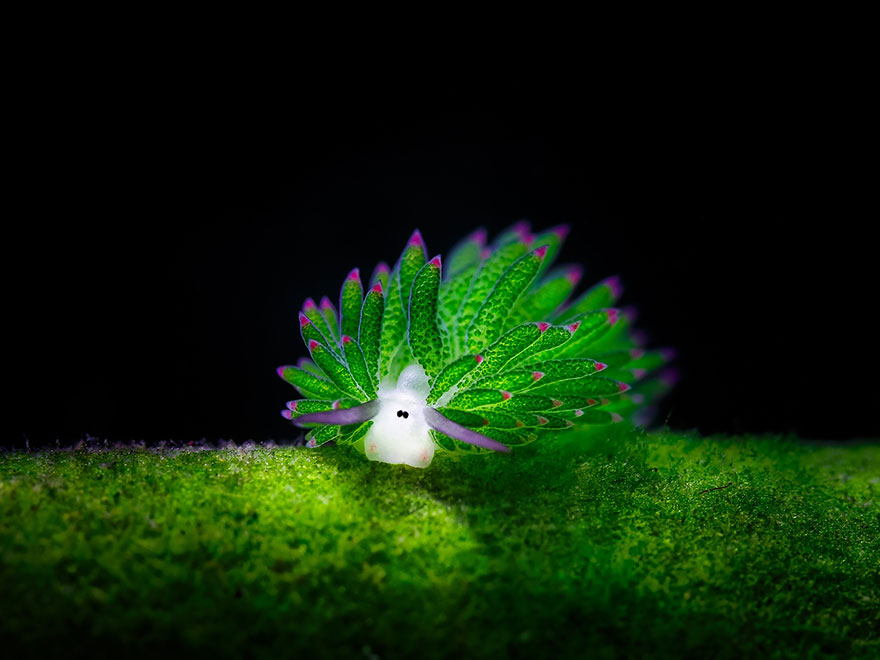 海羊吗?这个可爱的海蛞蝓吃藻类可光合作用leaf-sheep-sea-slug-costasiella-kuroshimae-1
