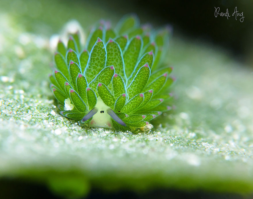 海羊吗?这个可爱的海蛞蝓吃藻类可光合作用leaf-sheep-sea-slug-costasiella-kuroshimae-4