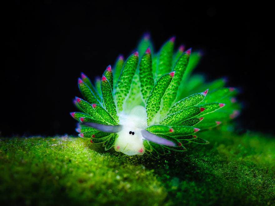 海羊吗?这个可爱的海蛞蝓吃藻类可光合作用leaf-sheep-sea-slug-costasiella-kuroshimae-6