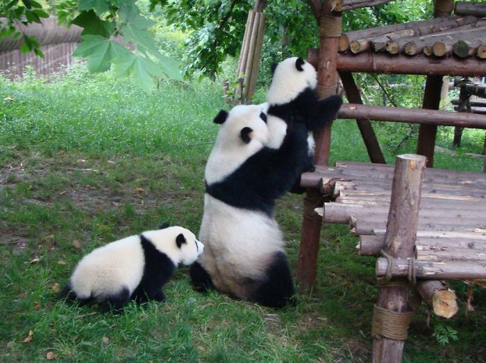 panda-daycare-nursery-chengdu-research-base-breeding-15