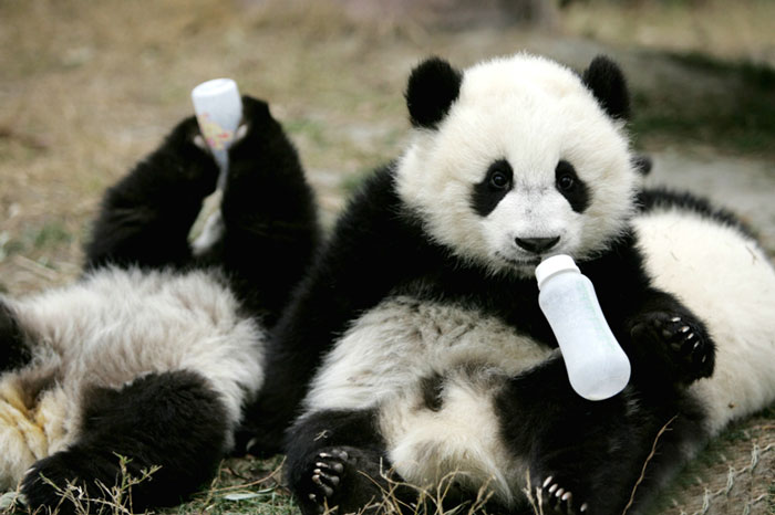 panda-daycare-nursery-chengdu-research-base-breeding-17