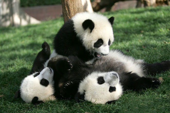 panda-daycare-nursery-chengdu-research-base-breeding-19