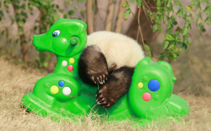 panda-daycare-nursery-chengdu-research-base-breeding-21