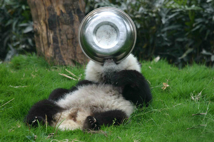 panda-daycare-nursery-chengdu-research-base-breeding-22