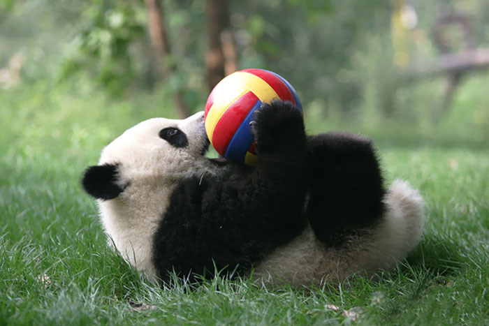 panda-daycare-nursery-chengdu-research-base-breeding-6