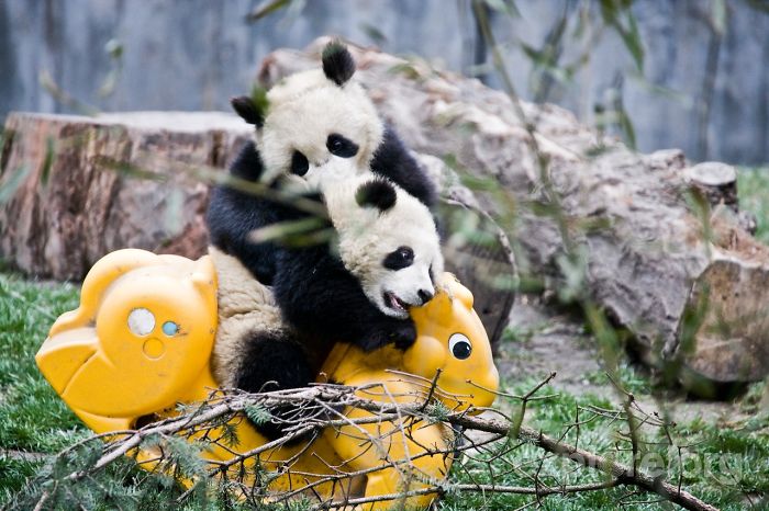 panda-daycare-nursery-chengdu-research-base-breeding-7