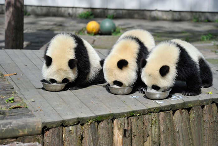 panda-daycare-nursery-chengdu-research-base-breeding-9