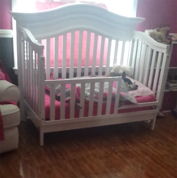 rescued-dog-sleeping-baby-girl-crib-17