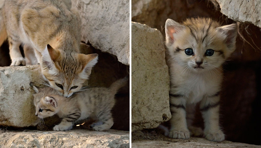 沙猫：这些猫是成年沙猫 但看起来像小猫sand-cats-kittens-forever-10