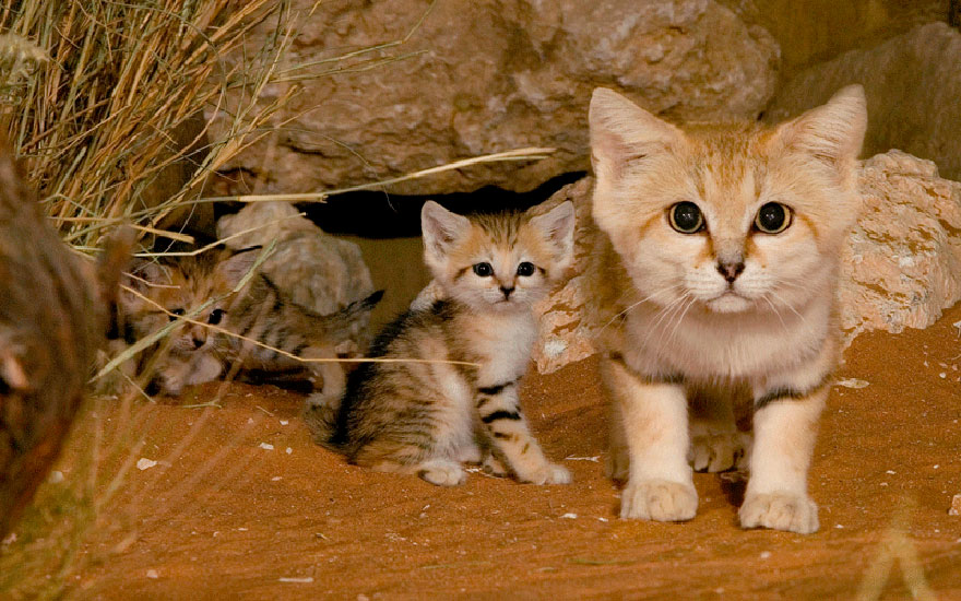 沙猫：这些猫是成年沙猫 但看起来像小猫