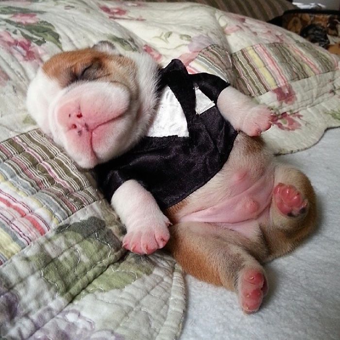 Sleeping Puppy