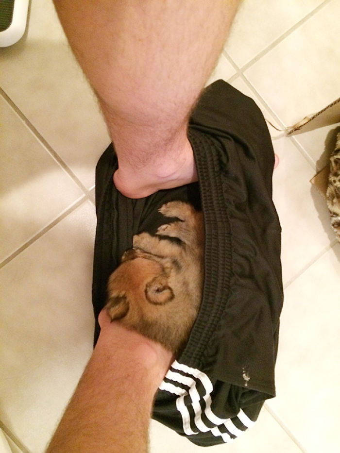 Girlfriend Got A Puppy. I Know How This Feels Now