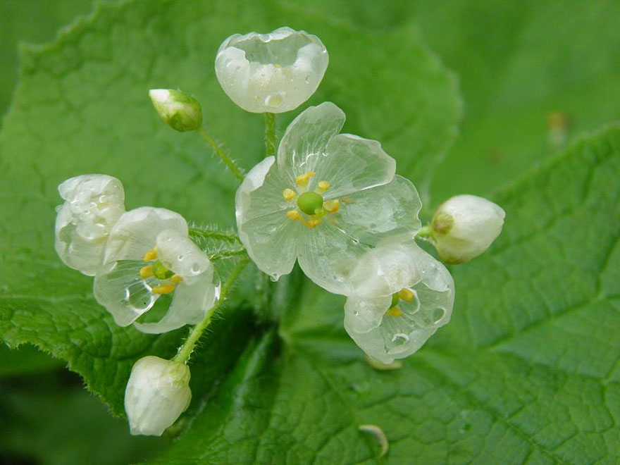 transparent-skeleton-flowers-in-rain-diphylleia-grayi-16