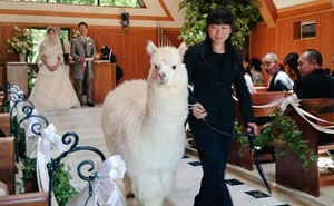 This Wedding Hall In Japan Will Loan You An Alpaca To Act As The Witness At Your Wedding